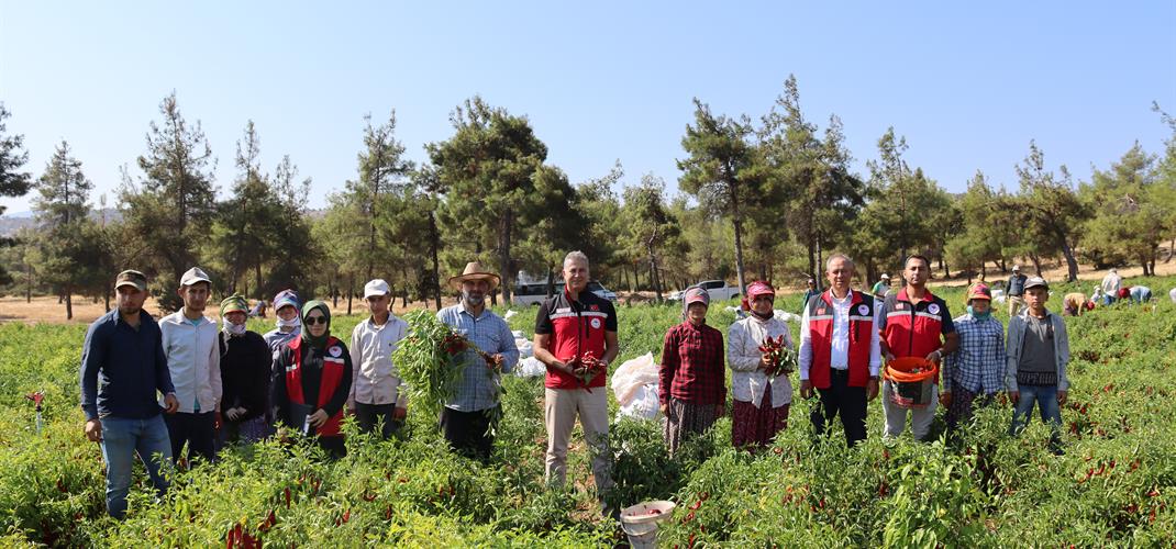 İl Müdürümüz Hasanceli köyünde biber hasadına katıldı.