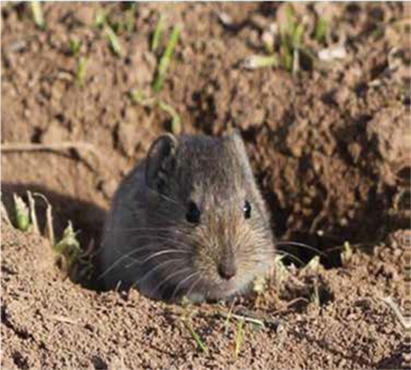 Tarla Faresi Mücadele Duyurusu